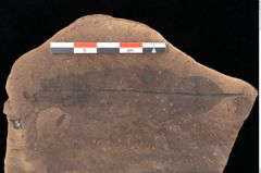 Foto (Detailsansicht) von Quercus palaeoilex Ettingshausen (NHMW-GEO-2024-0188-0889)